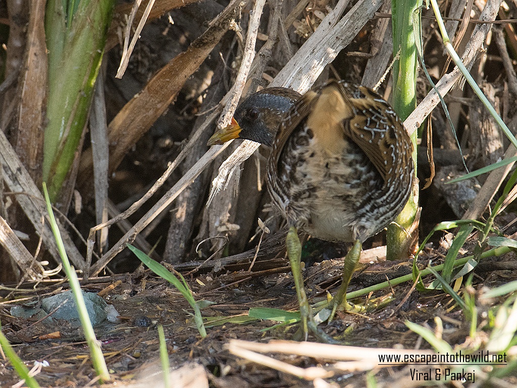 Spotted Crake
